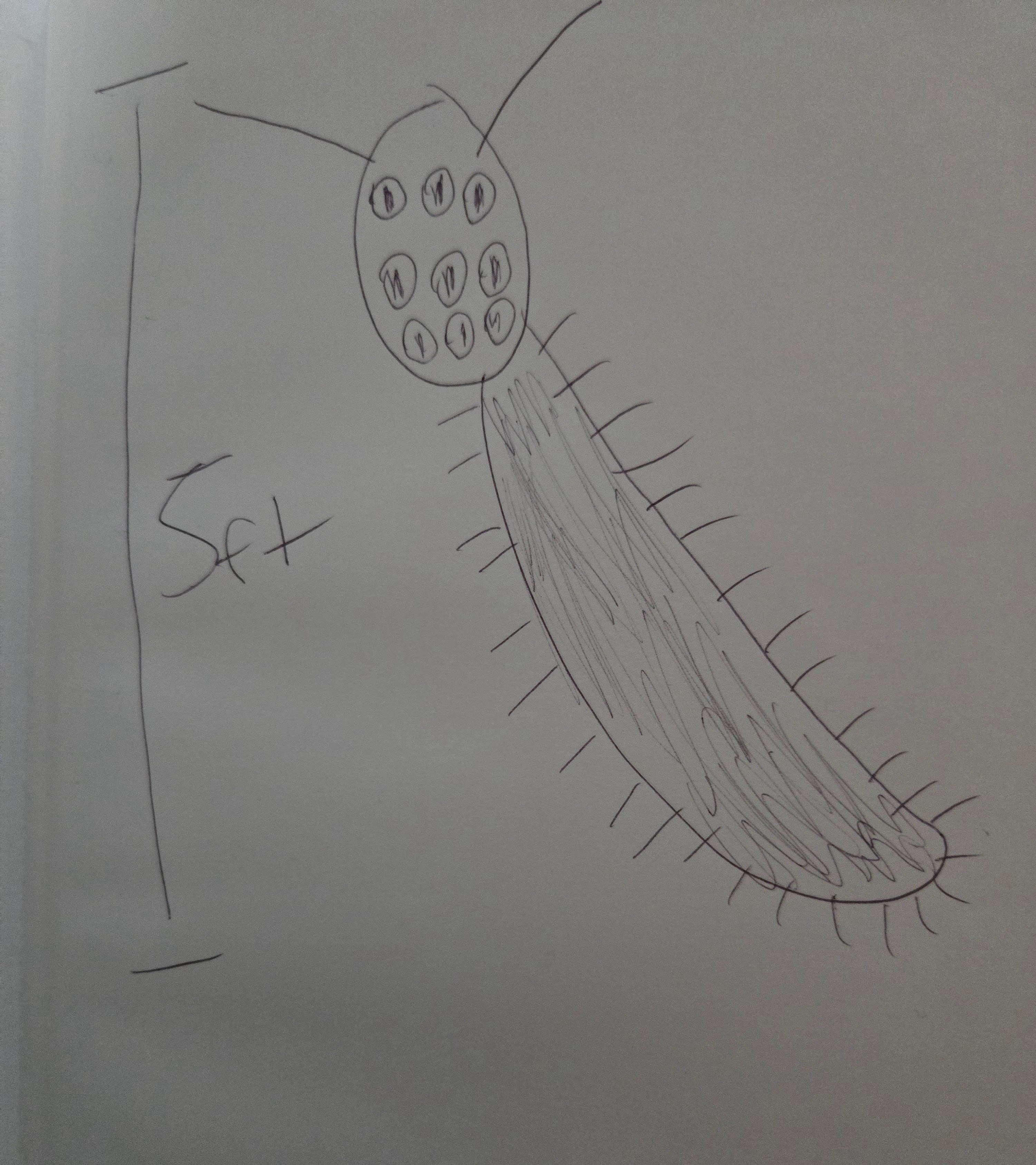 Drawing of the Alien Creature